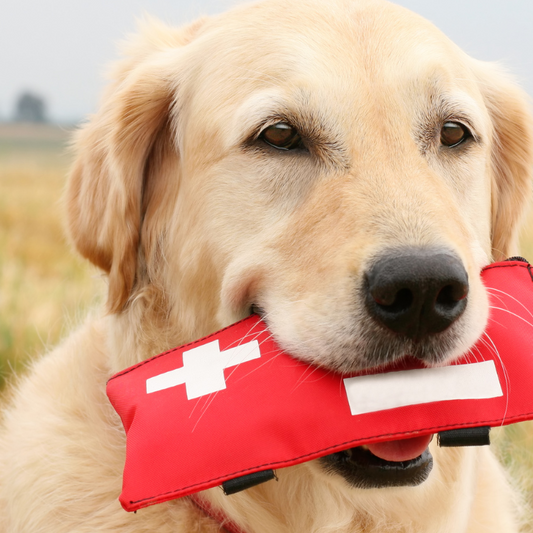 Why Every Pet Owner Needs a Pet First Aid Kit: A Complete Guide